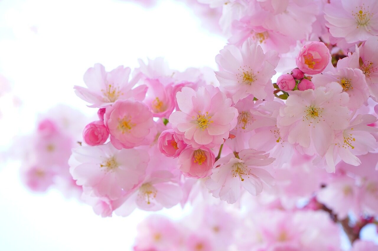 pink, cherry blossoms, flower background, flowers, branch, pink flowers, sakura, japanese cherry tree, bloom, blossom, flowering plant, ornamental plant, plant, flora, beautiful flowers, flower wallpaper, nature, close up